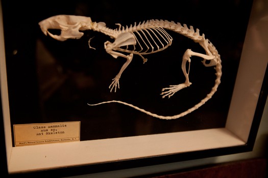 A rat skeleton in a glass frame. 